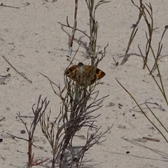 Synemon parthenoides