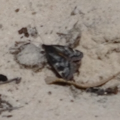 Synemon parthenoides