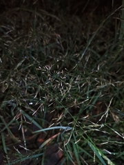 Eragrostis pectinacea