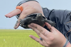 Malaclemys terrapin