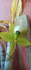 Cycnoches
