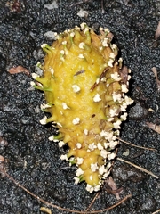 Ibatia maritima