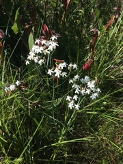 Sabatia macrophylla macrophylla