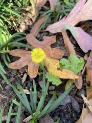 Youngia japonica