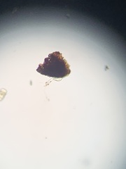 Euglena