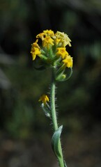 Oreocarya confertiflora