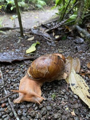 Megalobulimus popelairianus