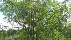 Azadirachta indica