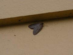 Operophtera