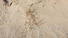 Bouteloua barbata barbata