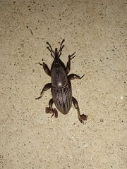 Cosmopolites sordidus