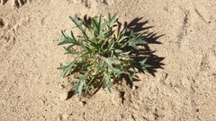 Langloisia setosissima setosissima