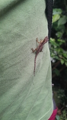 Anolis humilis