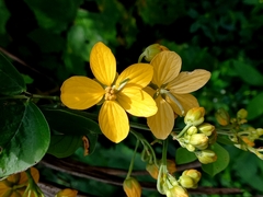 Senna hayesiana