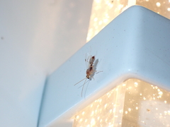 Odontomachus ruginodis