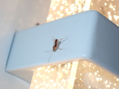 Odontomachus ruginodis