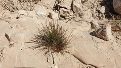 Aristida adscensionis