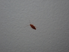 Chorisoneura texensis