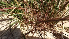 Aristida adscensionis