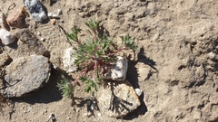 Langloisia setosissima setosissima