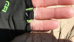 Aristida adscensionis