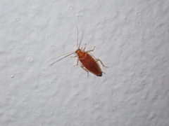 Chorisoneura texensis