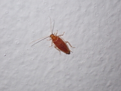 Chorisoneura texensis