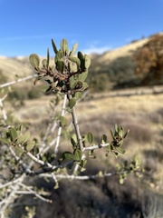 Ceanothus pauciflorus