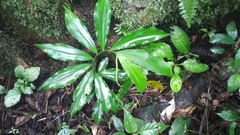 Costus pulverulentus