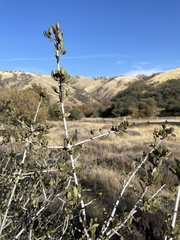 Ceanothus pauciflorus