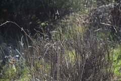 Dactylis glomerata hispanica