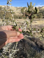 Ceanothus pauciflorus