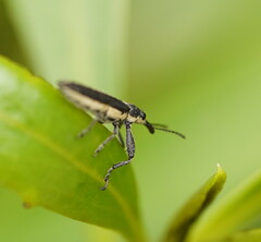 Rhinotia