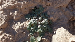 Eriogonum deflexum deflexum