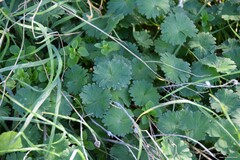Stellaria media