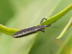 Rhinotia