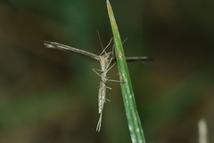 Stenoptilia zophodactylus