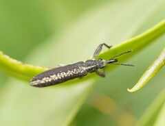 Rhinotia