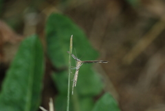Stenoptilia zophodactylus