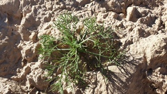 Chaenactis carphoclinia