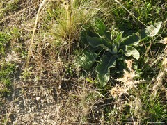 Verbascum pulverulentum