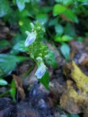 Rungia chinensis