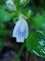 Rungia chinensis