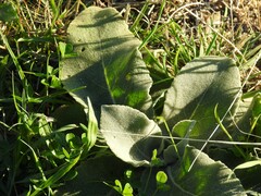 Verbascum pulverulentum