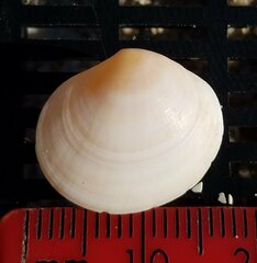 Semele proficua