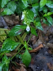 Rungia chinensis