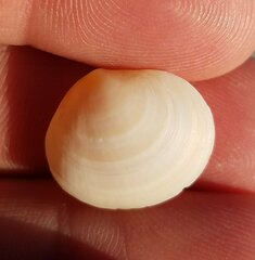 Semele proficua