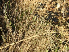 Thymus zygis