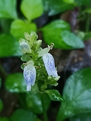Rungia chinensis