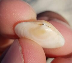 Semele proficua